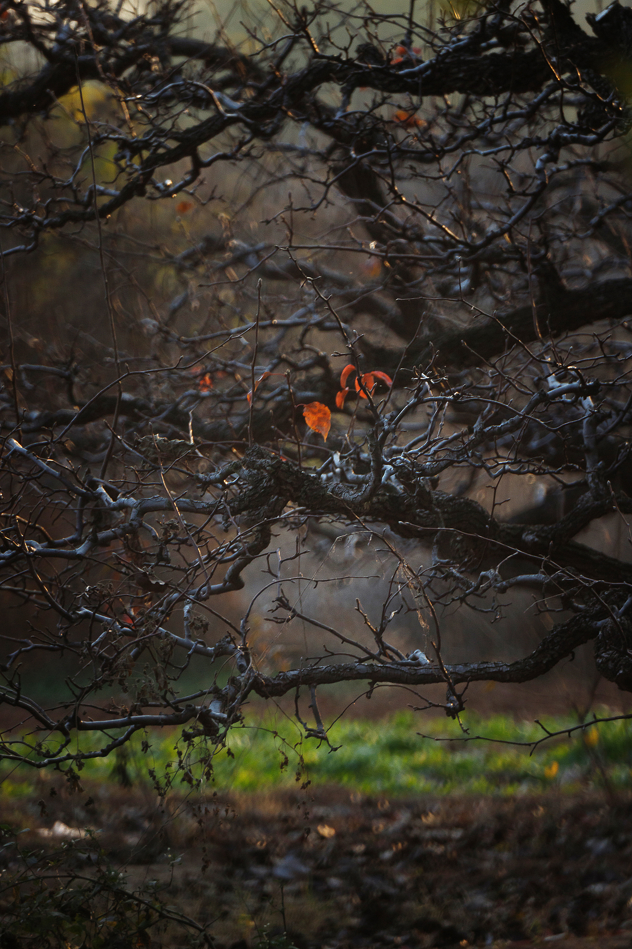 初 冬（图ZMzgxMzAwNTg4） - 其他摄影 - 站酷设计师pear1103原创素材 - 站酷ZCOOL