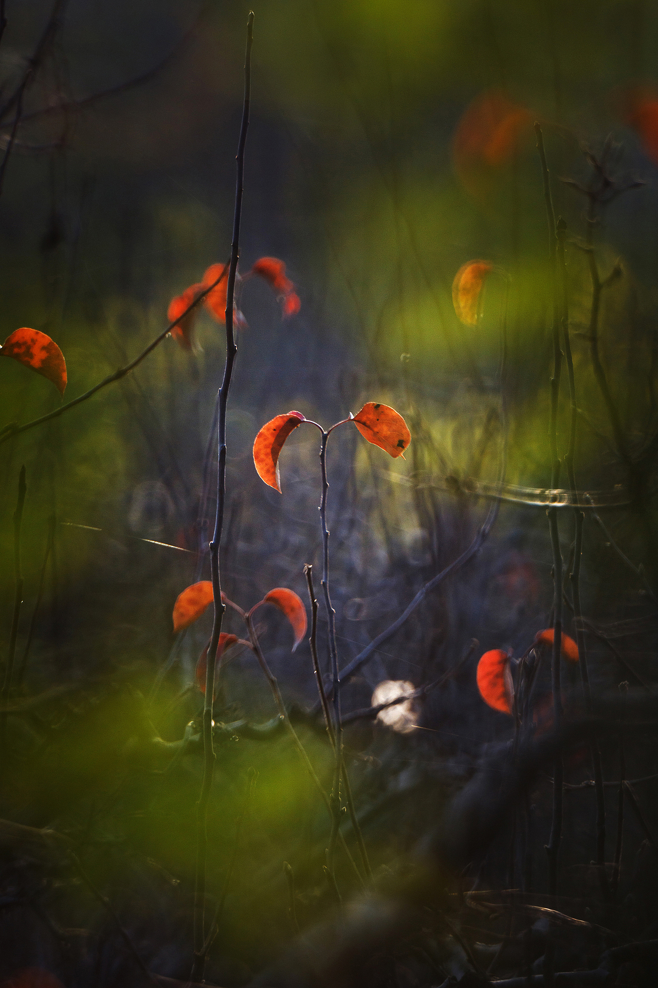 初 冬（图ZMzgxMzAwNTQw） - 其他摄影 - 站酷设计师pear1103原创素材 - 站酷ZCOOL