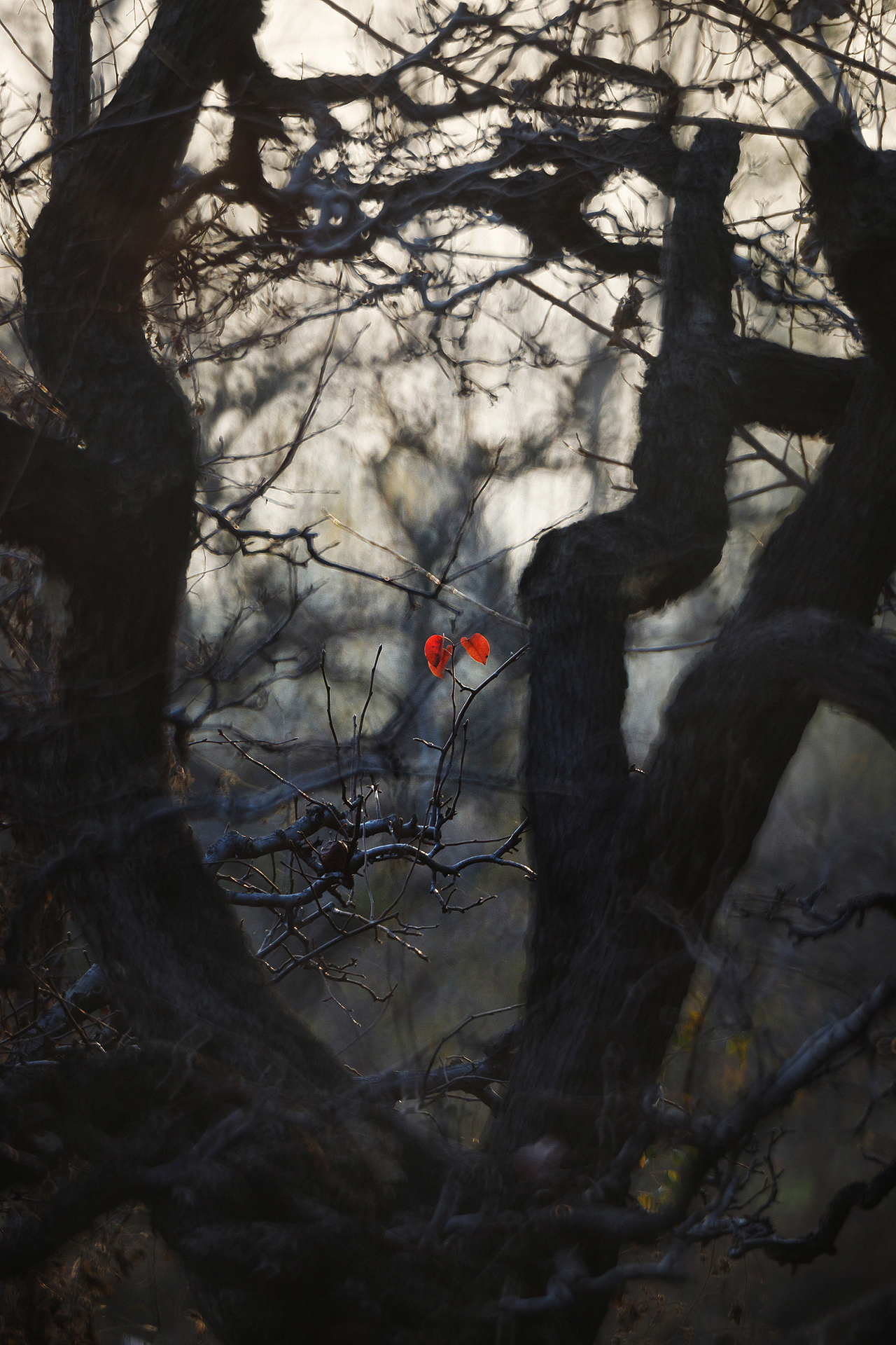 初 冬（图ZMzgxMzAwNTcy） - 其他摄影 - 站酷设计师pear1103原创素材 - 站酷ZCOOL