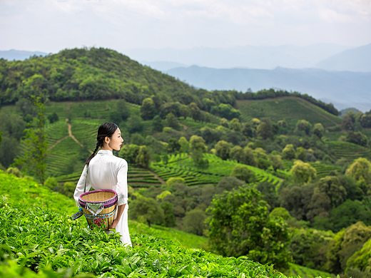 云茶山庄|商业人像