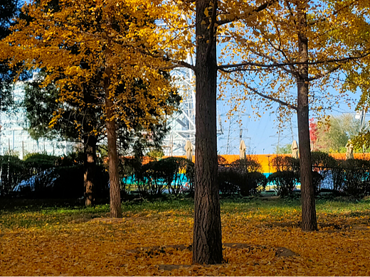 🍂秋日暖阳下的宁静小路，仿佛走进童话世界🏞️