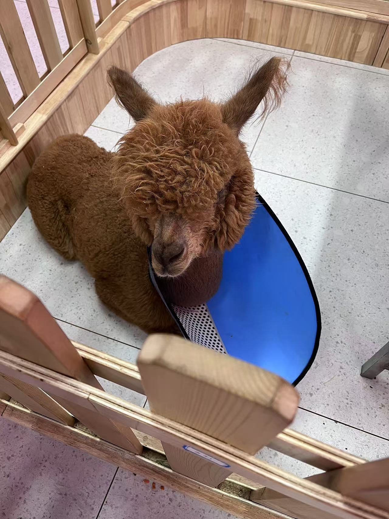 这叫：棕色羊驼（图ZMzgxMzYzNzIw） - 其他摄影 - 站酷设计师想一个不用改的名原创素材 - 站酷ZCOOL