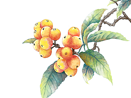 插画包装|原创设计