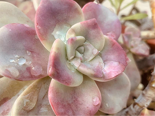 【随手记录】水灵灵