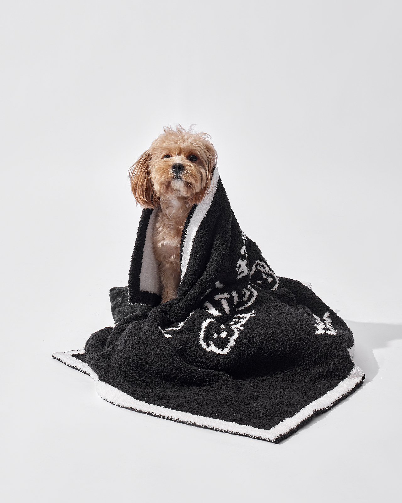 宠物毛毯拍摄 狗狗叫十一哈哈 一只很有趣的小狗