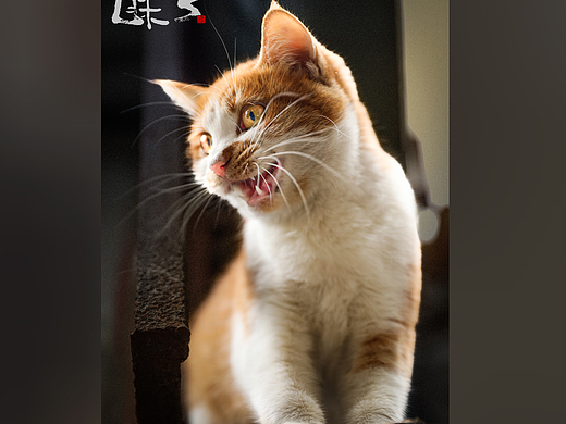 繁世哪得清净音 林间猫语伴清风