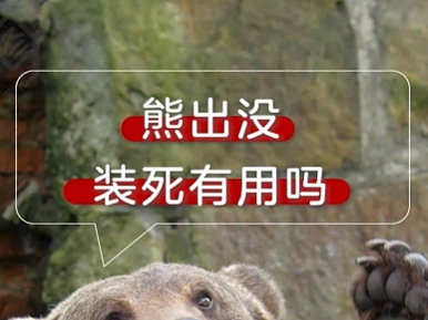 熊（红薯）