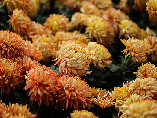 狮子林一年一度的菊花展