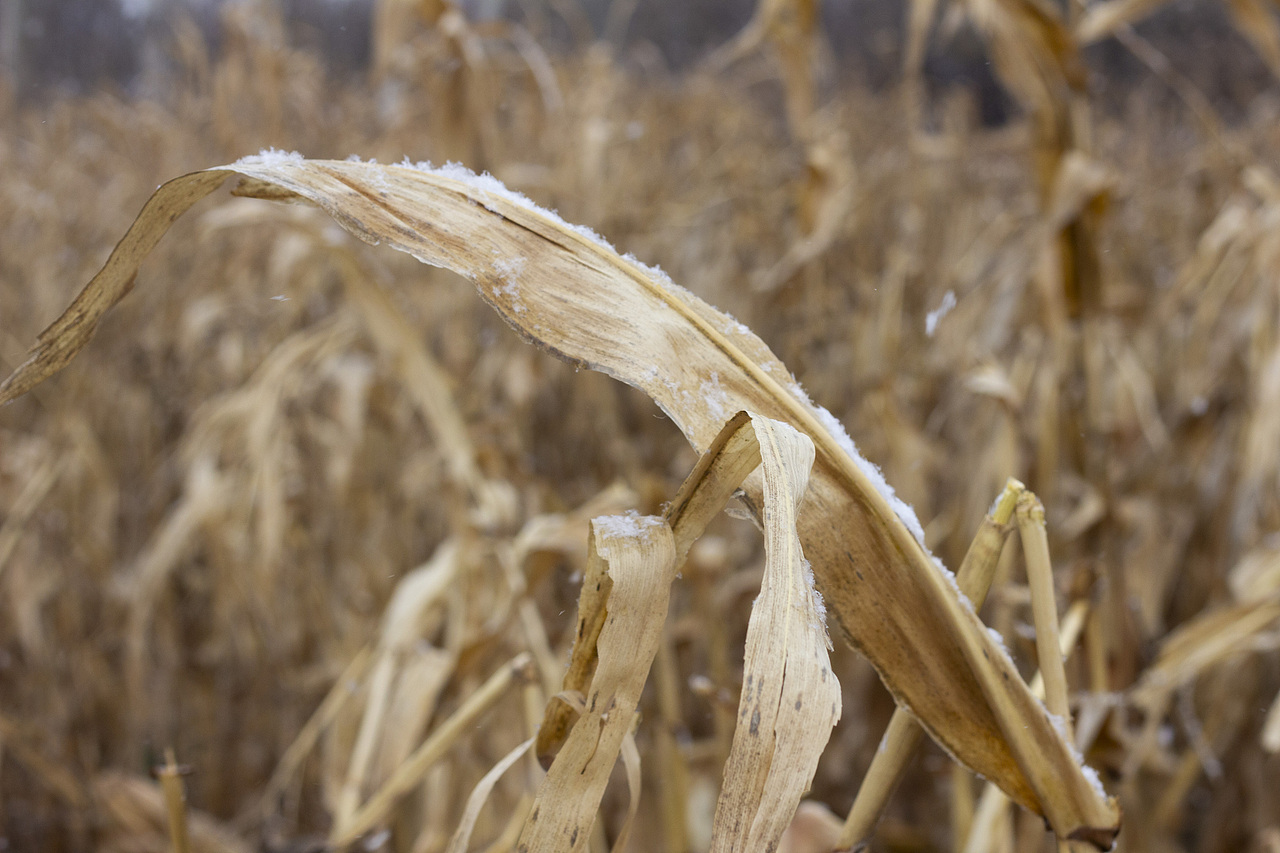 与图——雪中孤寂的色彩（图ZMzgxNTcyMTQ4） - 风光摄影 - 站酷设计师旅途与图原创素材 - 站酷ZCOOL