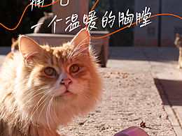 感恩节｜猫咪冬日计划