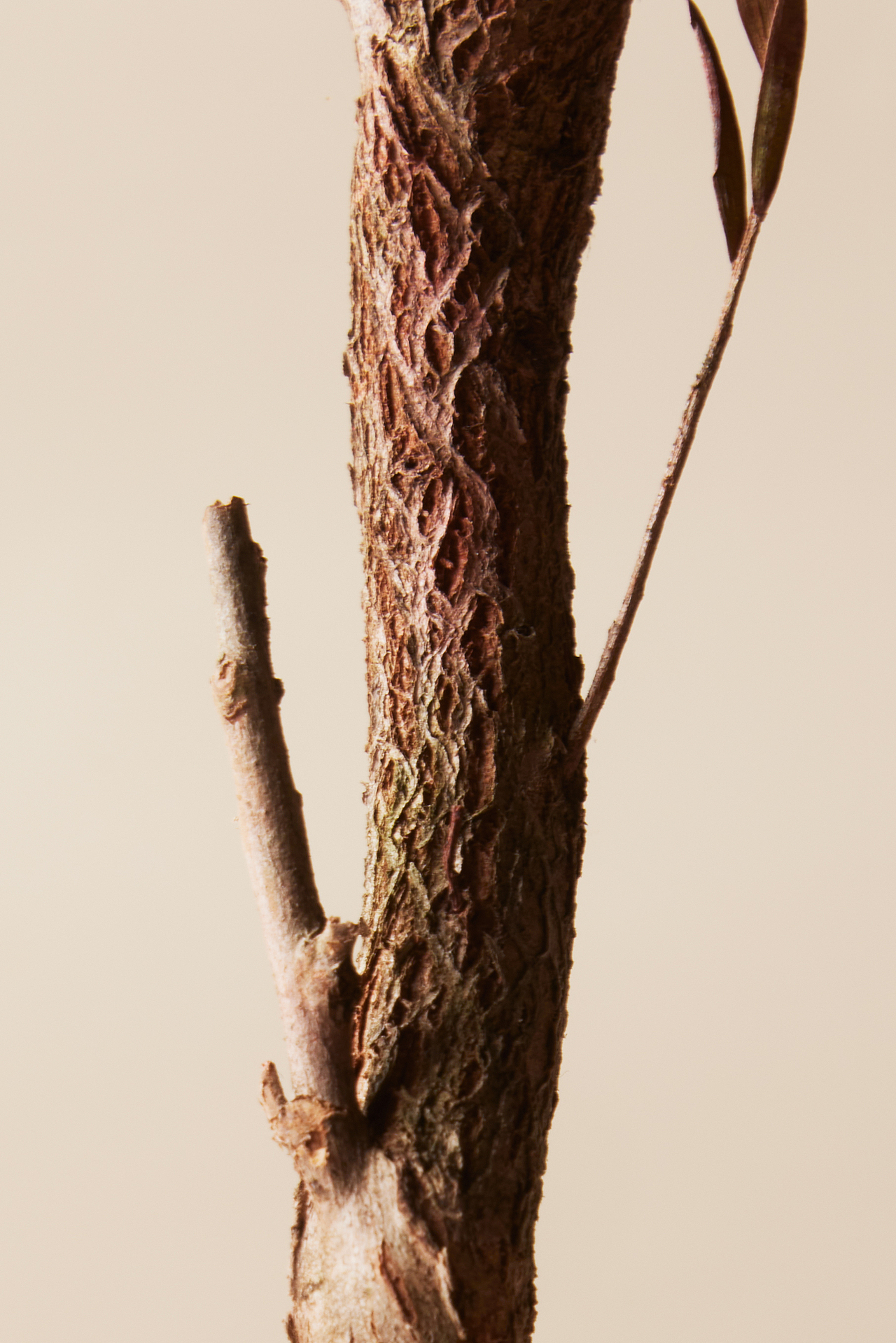 以油养肤——身体护理产品拍摄