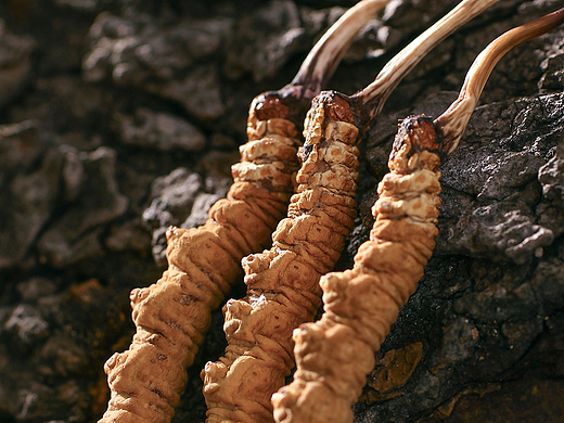 冬虫夏草丨黑云产品摄影