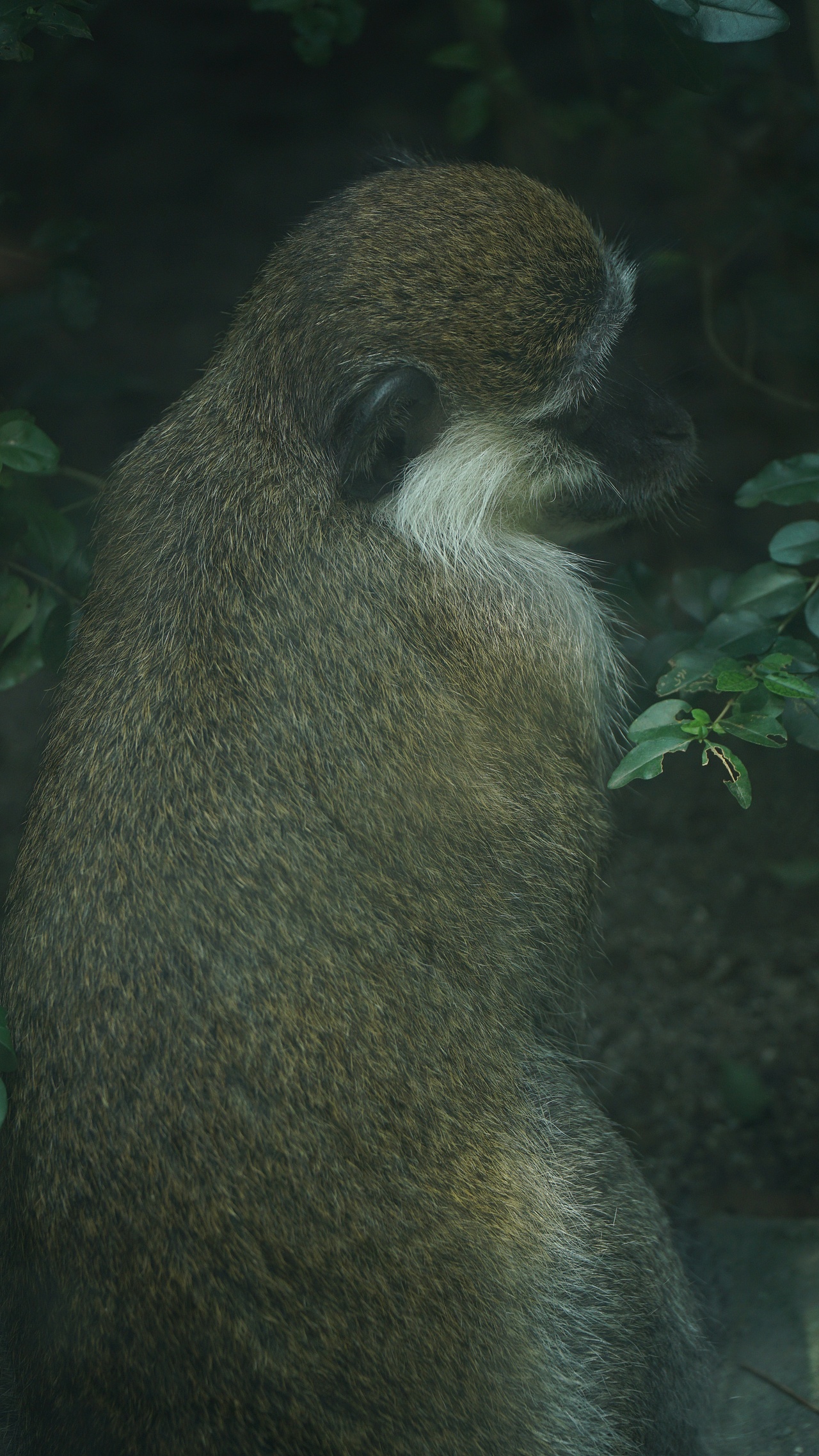 【摄影】可爱的动物们（图ZMzgxNzA3MDIw） - 人文/纪实摄影 - 站酷设计师Z599173693原创素材 - 站酷ZCOOL