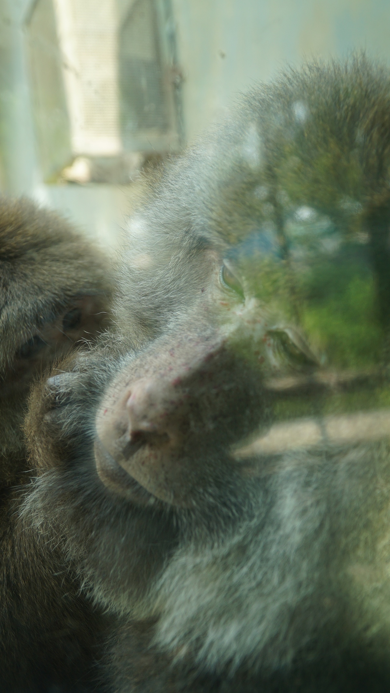 【摄影】可爱的动物们（图ZMzgxNzA3MDMy） - 人文/纪实摄影 - 站酷设计师Z599173693原创素材 - 站酷ZCOOL