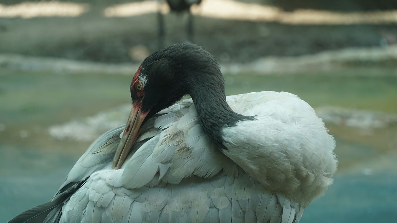 【摄影】可爱的动物们（图ZMzgxNzA2OTI0） - 人文/纪实摄影 - 站酷设计师Z599173693原创素材 - 站酷ZCOOL