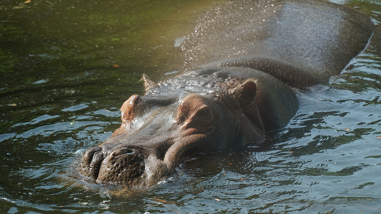 【摄影】可爱的动物们（图ZMzgxNzA3MDcy） - 人文/纪实摄影 - 站酷设计师Z599173693原创素材 - 站酷ZCOOL