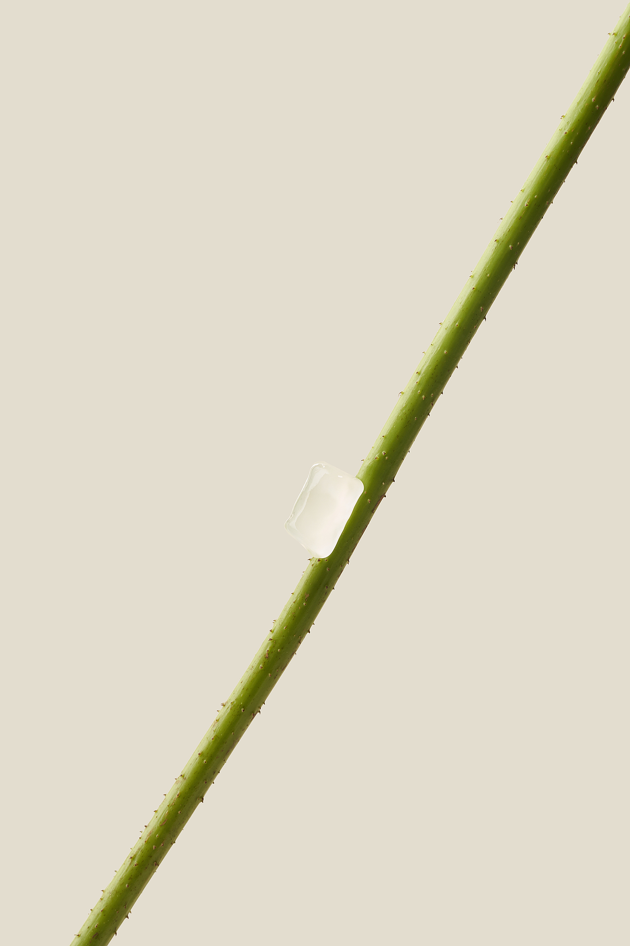 英歌魂 X STUDIO 42 鲜莲子奶昔系列KV及配图拍摄