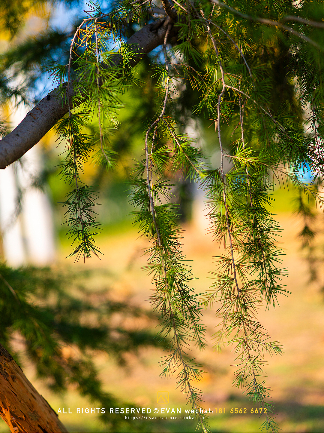 松雅湖入冬!产品户外拍摄（图ZMzgxNzIxNjE2） - 产品摄影 - 站酷设计师Evanexplore原创素材 - 站酷ZCOOL