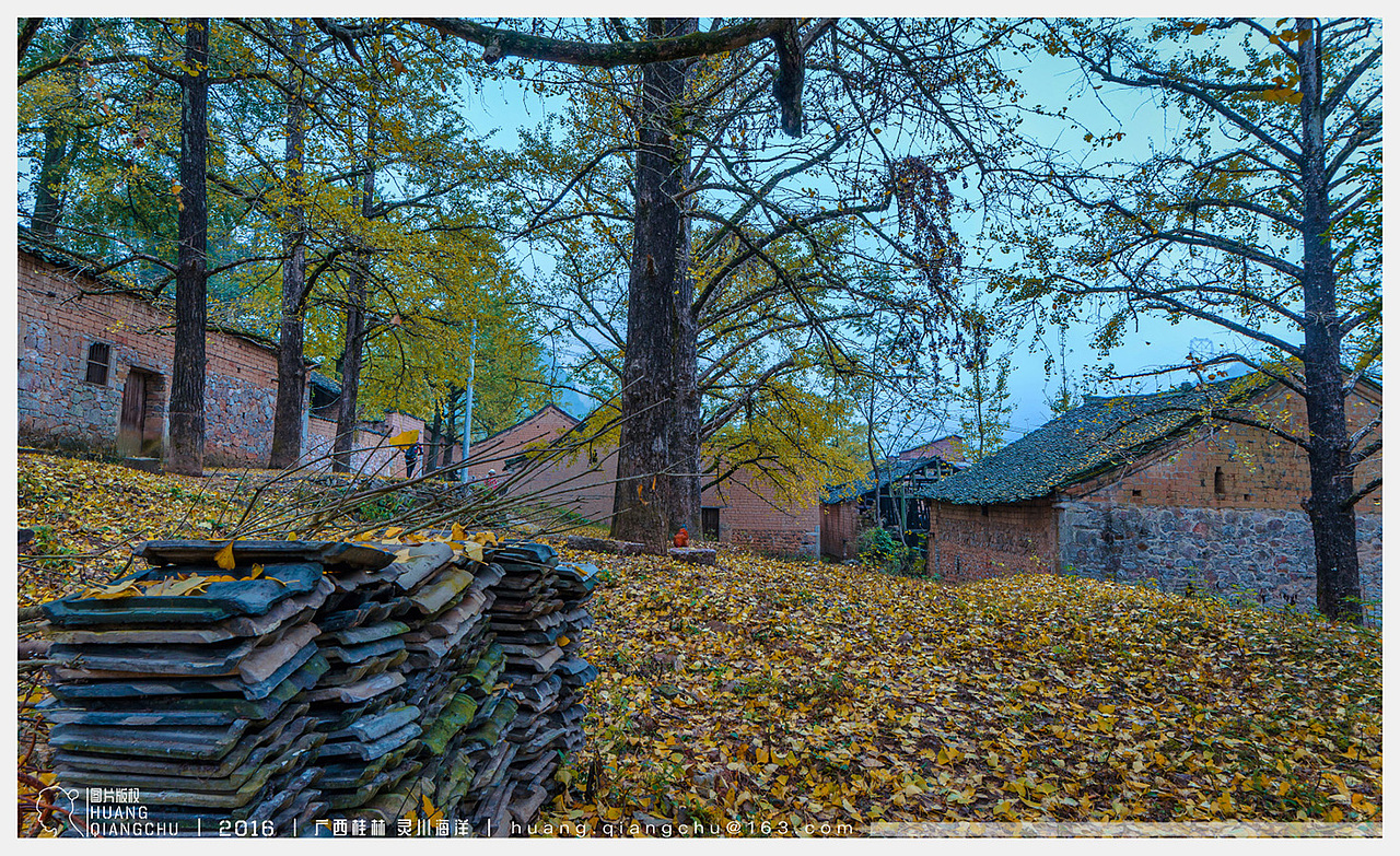 桂林灵川银杏|秋的海洋