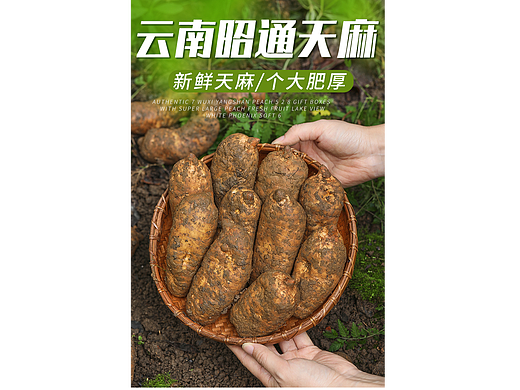 天麻详情页云南昭通天麻拍摄|农产品蔬果详情页