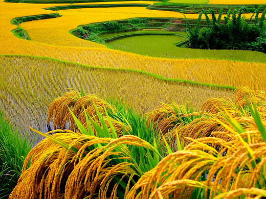 金黄的稻田