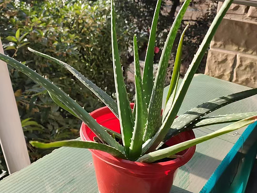 芦荟