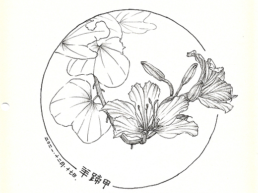 钢笔手绘-花4