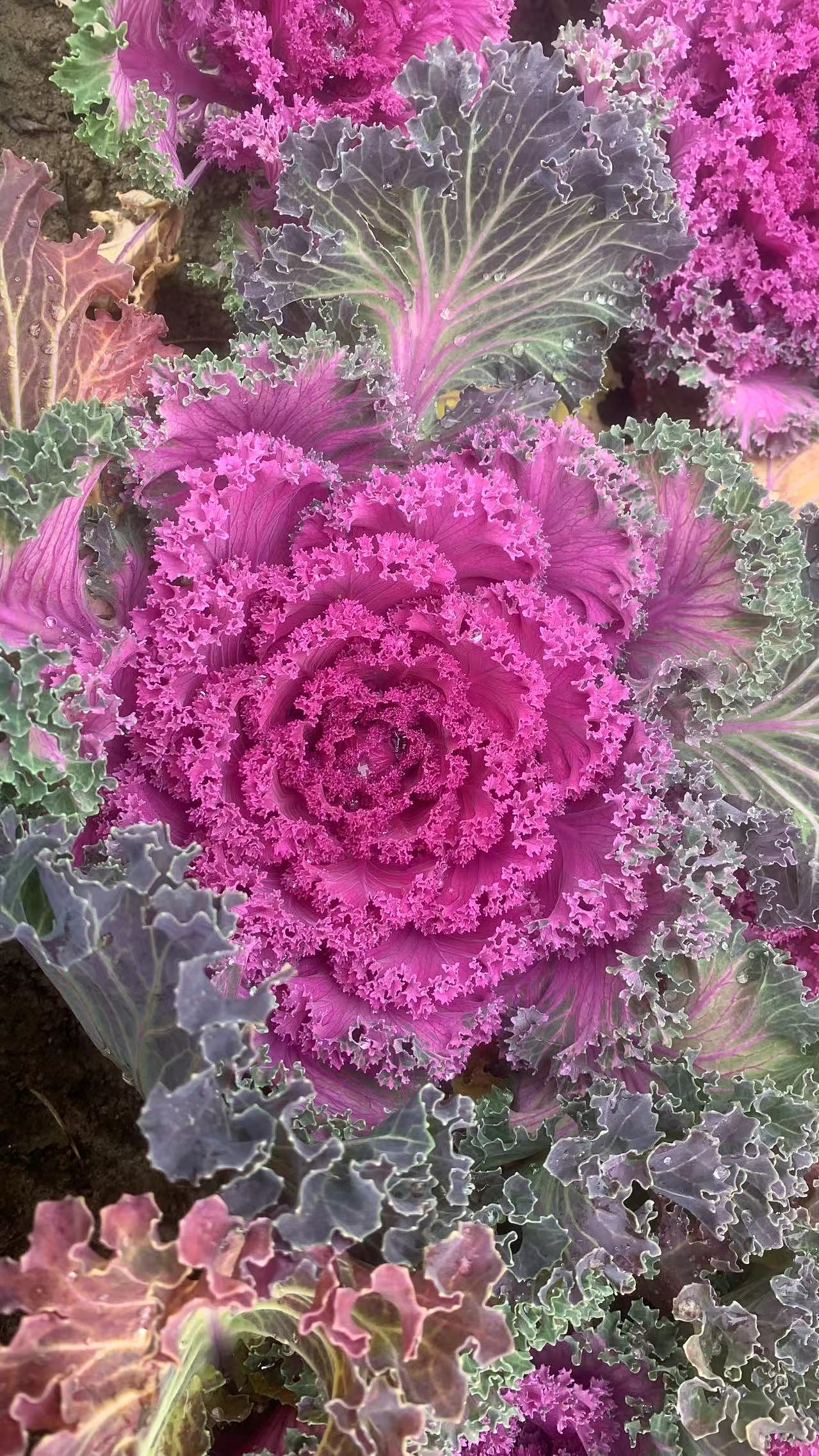 【随手记录】我是一朵花,还是一棵菜