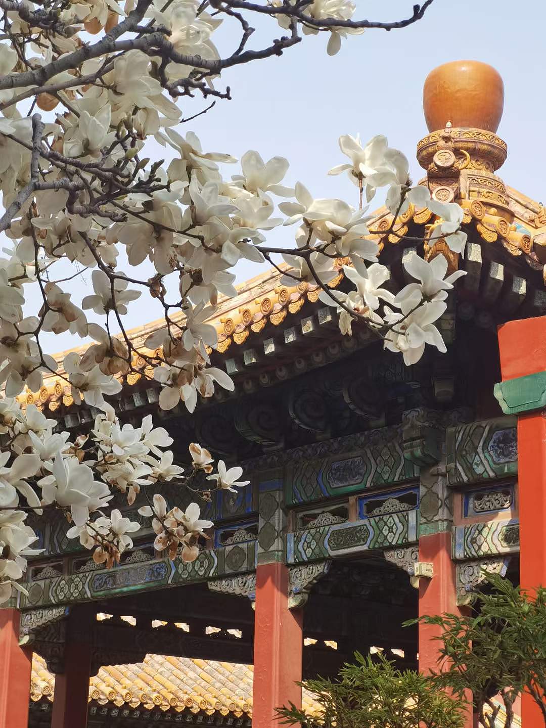 颐和园之春（图ZMzgxNzg3Njg4） - 风光摄影 - 站酷设计师遊記seiji原创素材 - 站酷ZCOOL