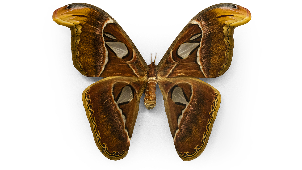 乌桕大蚕蛾(雌性)