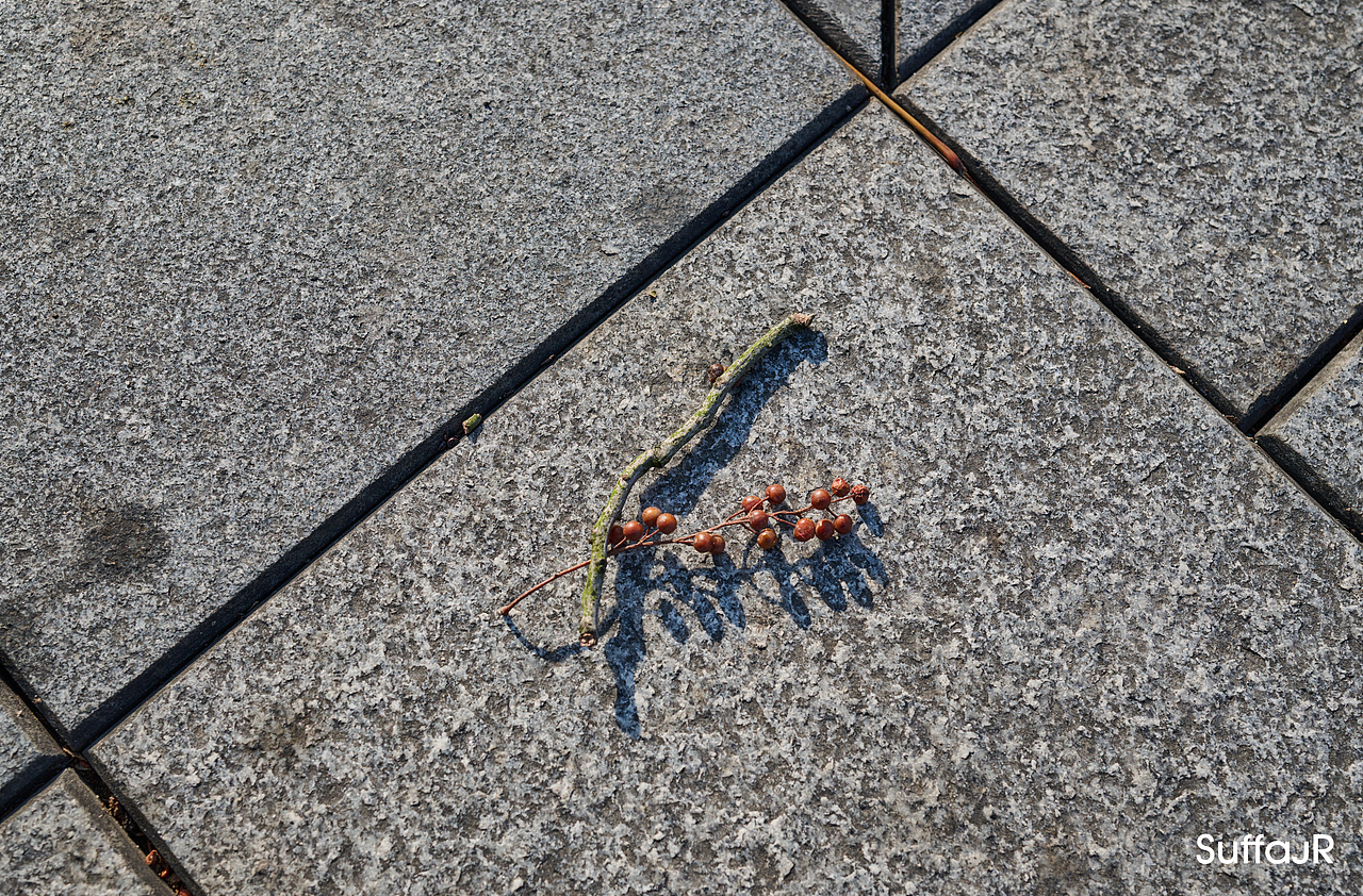 上海街头摄影20241126（图ZMzgxODI4NDAw） - 人文/纪实摄影 - 站酷设计师朱尼尔沙发SUFFA原创素材 - 站酷ZCOOL