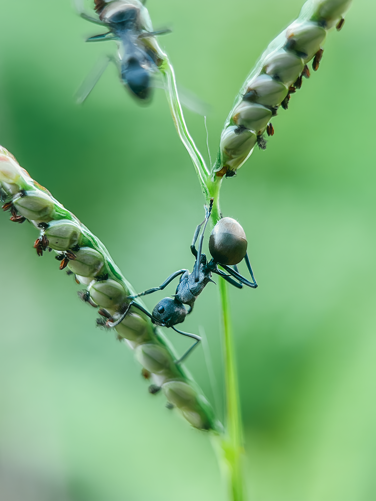手机微距拍摄（图ZMzgyMDM5NTA0） - 其他摄影 - 站酷设计师WK悟空原创素材 - 站酷ZCOOL
