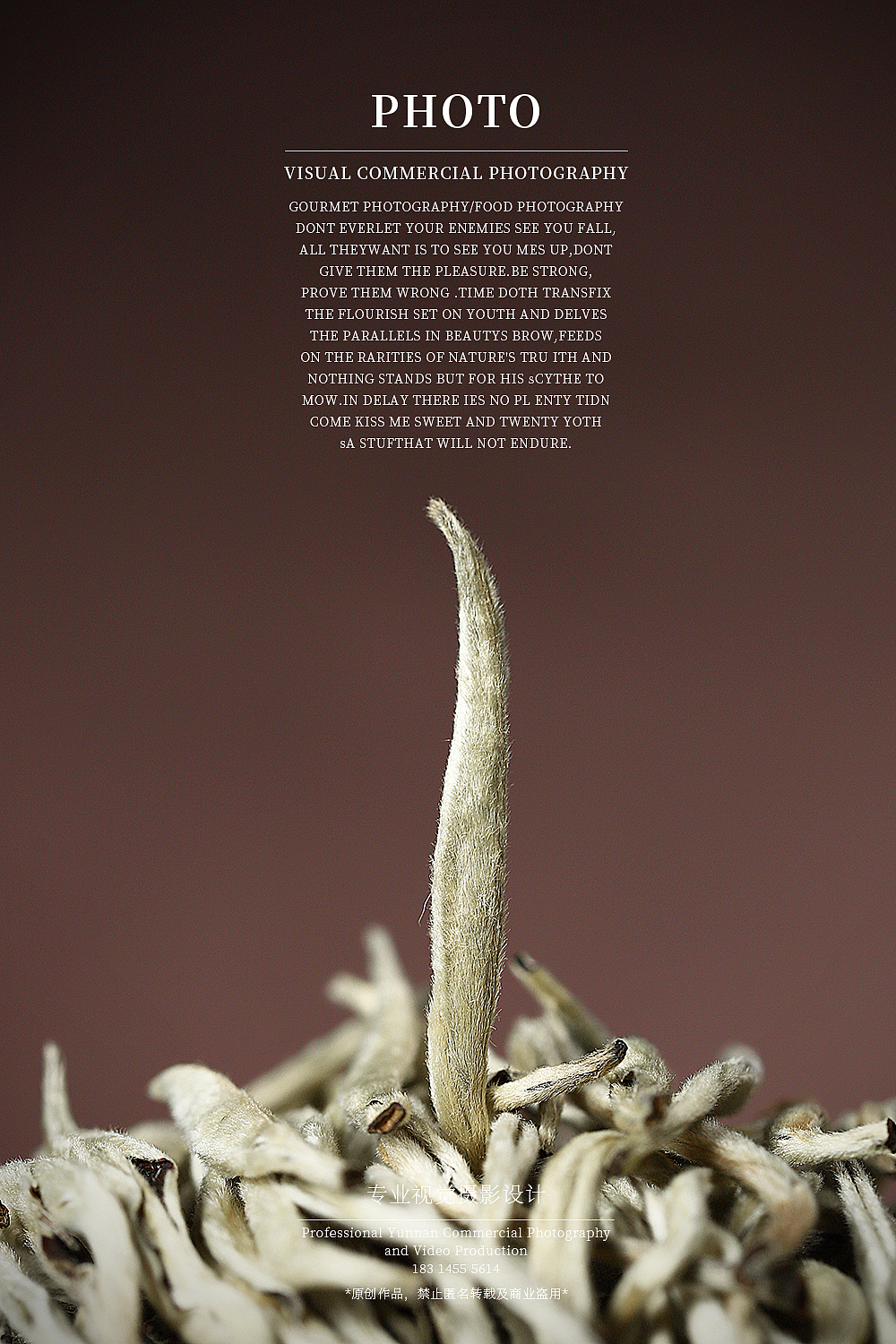 云南古树白茶拍摄