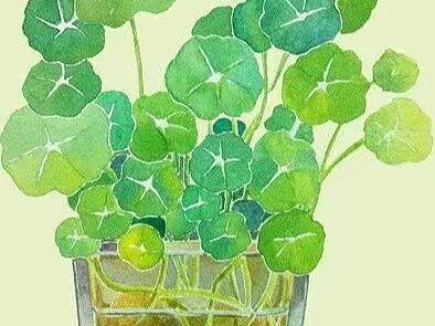 四叶草插花
