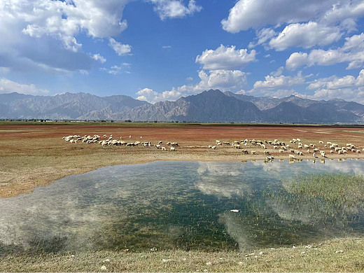 🌄草原羊群，湖光山色映眼帘🐏