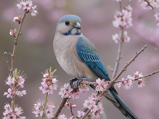 桃花小鸟（个人主页-ZNzA5ODA1MjQ=） - AI作品 - 站酷设计师Z157646191原创素材 - 站酷ZCOOL