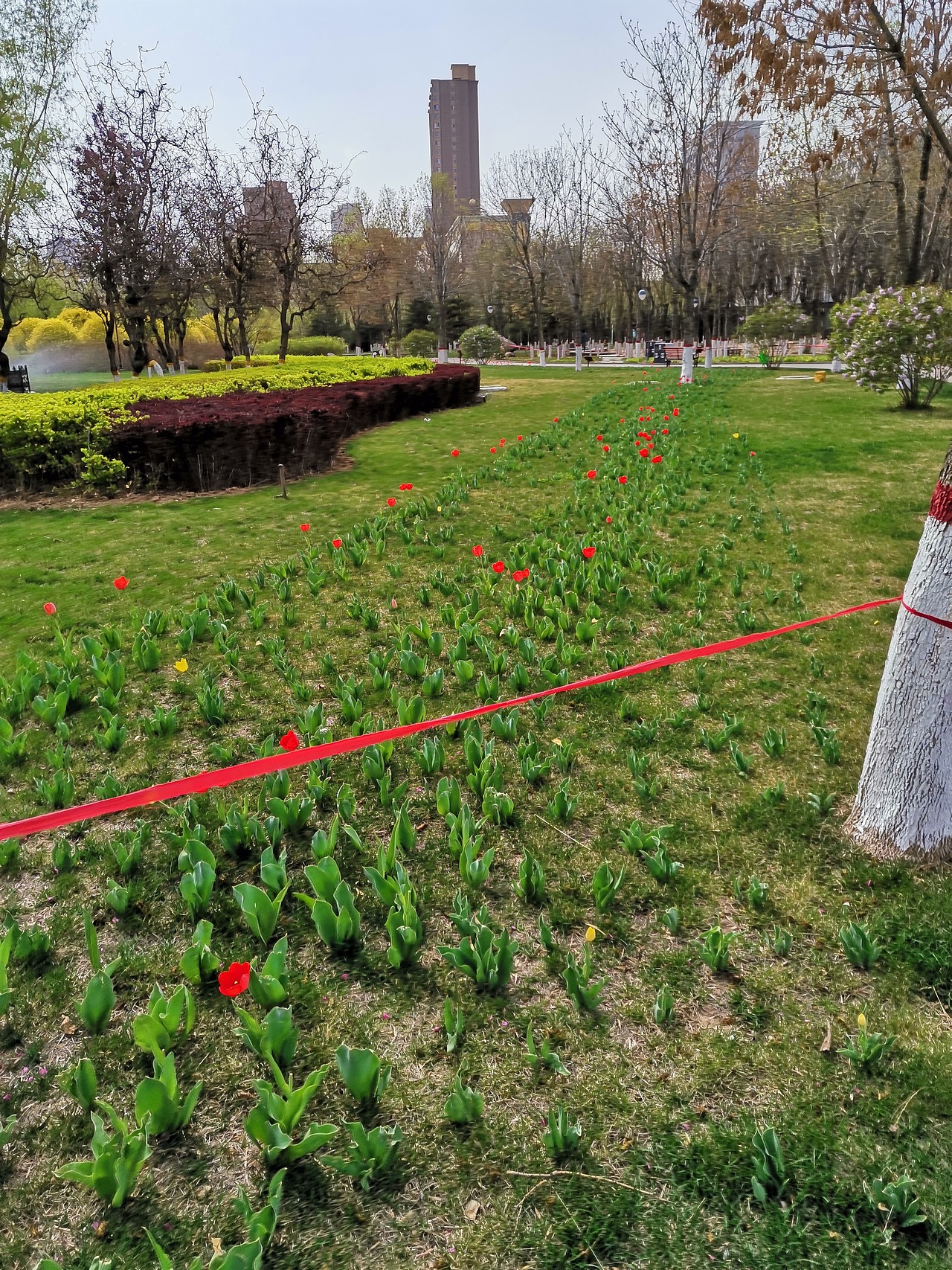 红花当然配绿叶