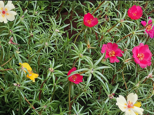 小花草