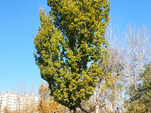 冬天还是绿色的树