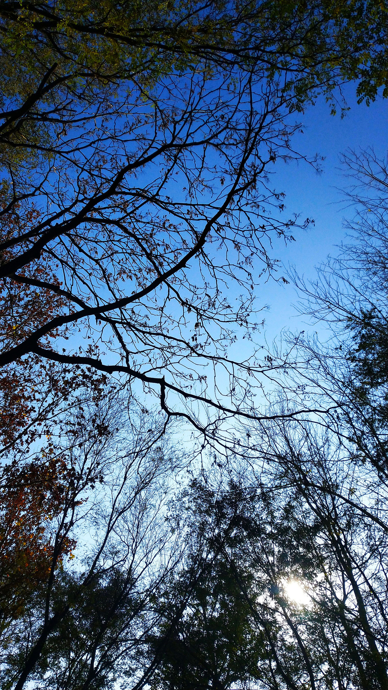 蓝色天空下的树枝
