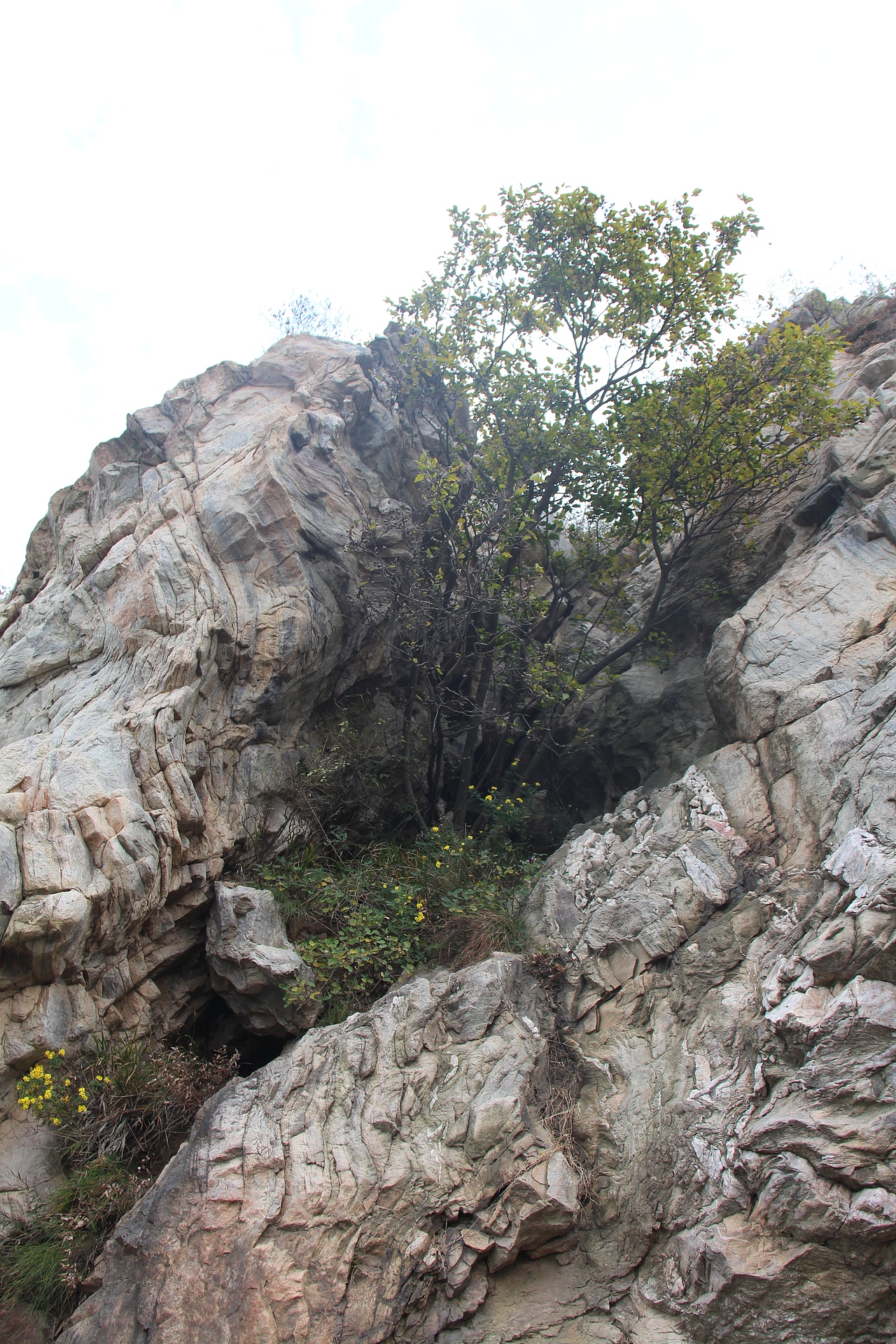 始祖黄帝，肇始苴茨