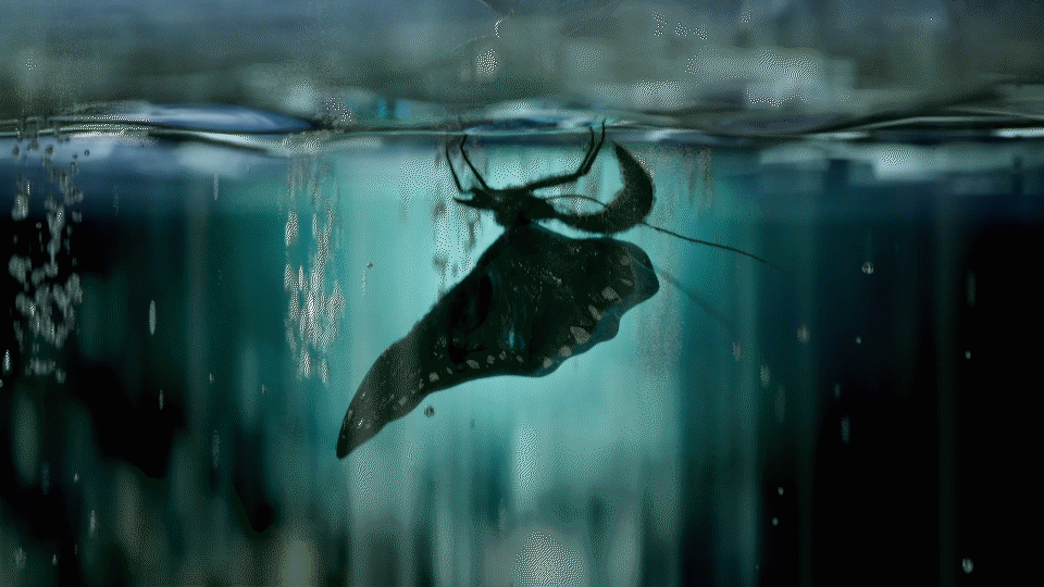 C4D动态学员不傲夜-一加手机动态临摹