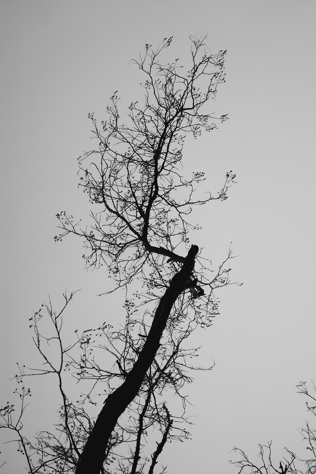 十一月（圖ZMzgyMzIwMDI4） - 風(fēng)光攝影 - 站酷設(shè)計(jì)師蕭關(guān)麥客原創(chuàng)素材 - 站酷ZCOOL