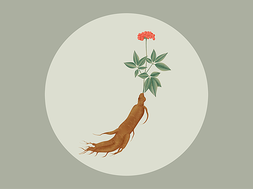 中草药人参手绘插画