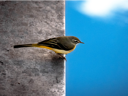 纪我的第一次“摄影”