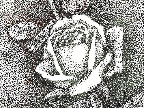 钢笔点画-月季