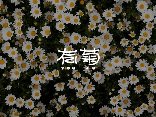 有菊 | 花茶品牌设计