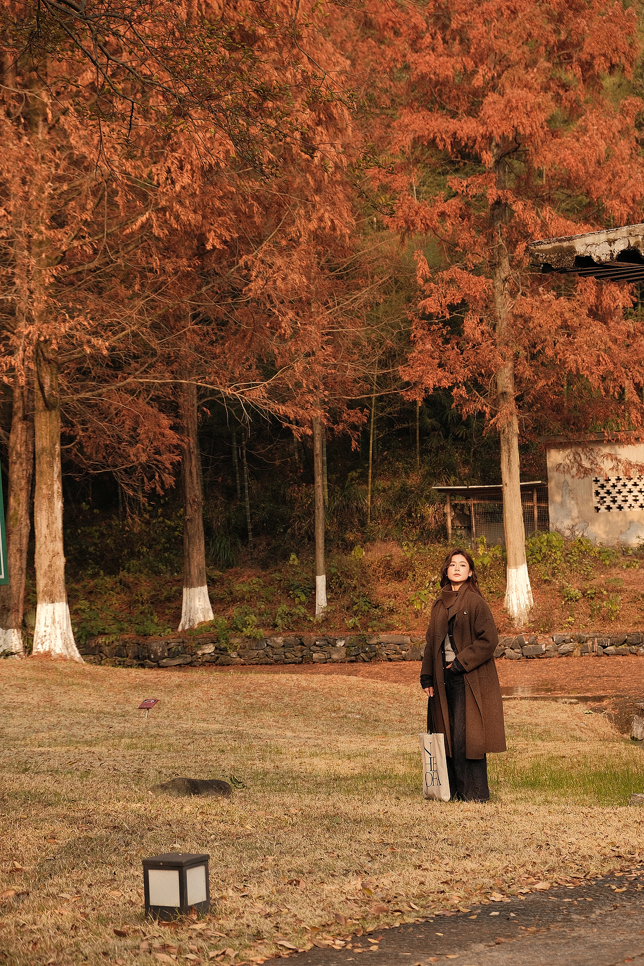 你当像鸟飞往你的山