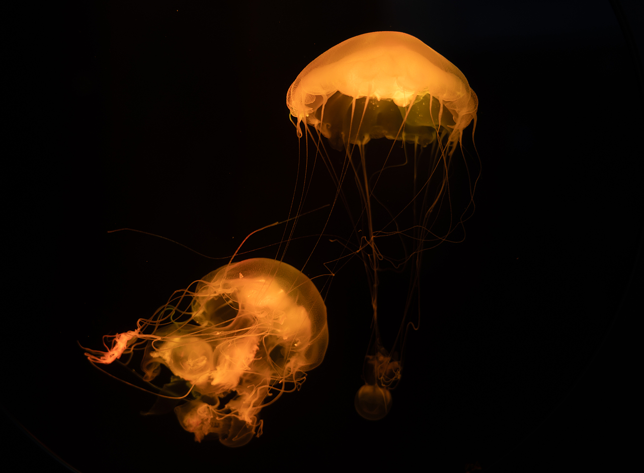 深海中摇曳生姿的梦幻舞者