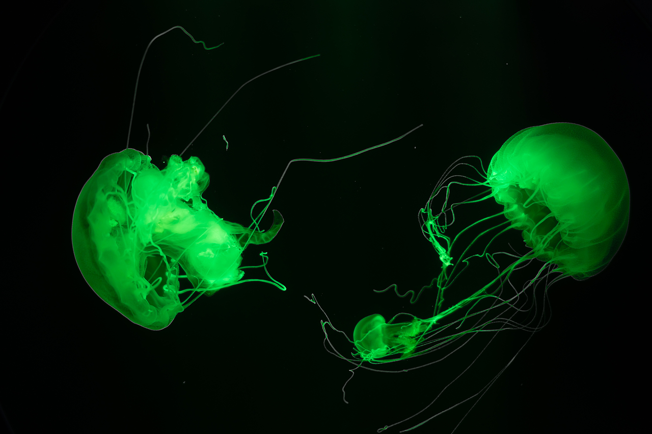 深海中摇曳生姿的梦幻舞者